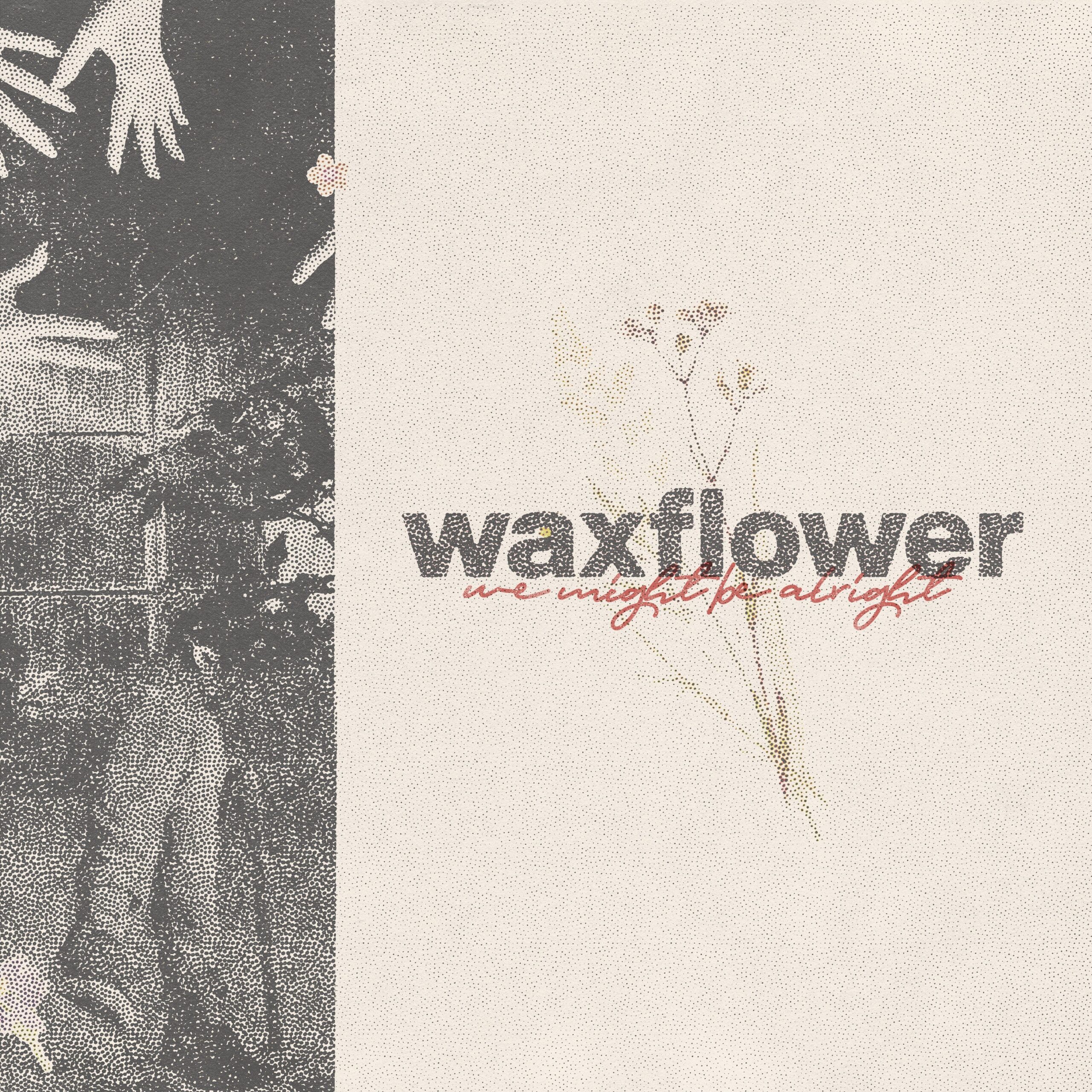 Read more about the article Waxflower
